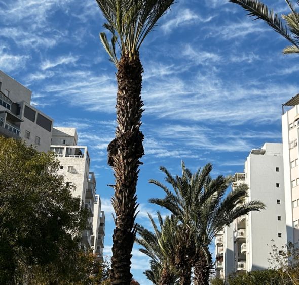 ВНЖ в Израиле: как получить русскому гражданину (1)